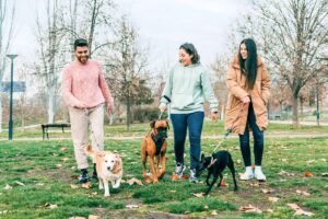 FI Dog Supplement Salmonella Recall