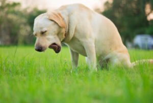 how to take care of kennel cough at home for dogs