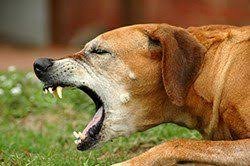 how to take care of kennel cough at home for dogs
